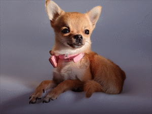 Bella's Studio Producer Portrait 2025
