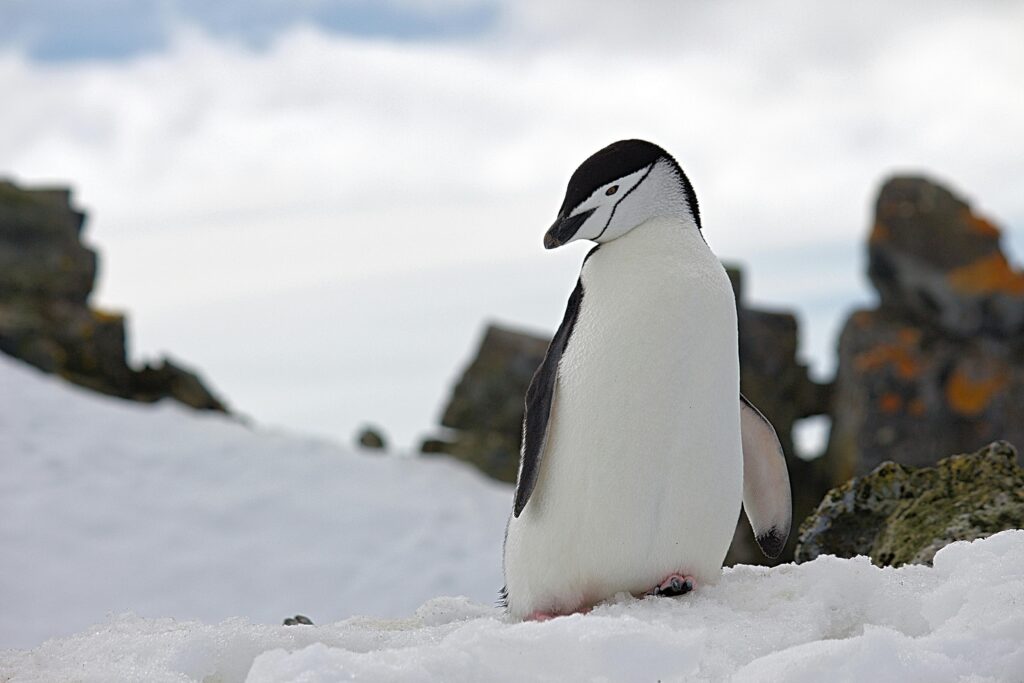pexels-photo-689777-689777 A Chinstrap penguin stands on a snow-covered rocky terrain in Antarctica, showcasing its natural habitat.